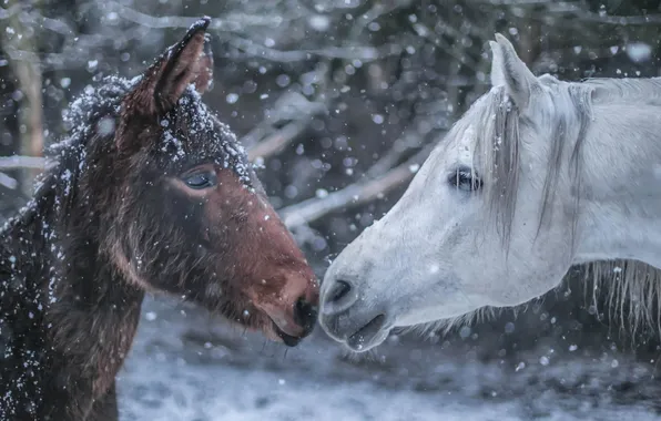 Зима, снег, кони