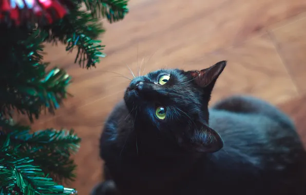 Картинка кошка, кот, черный, елка