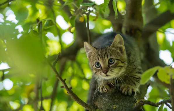 Кот, Шерсть, Кит Киттен