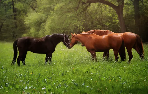 Картинка животные, трава, природа, лошади