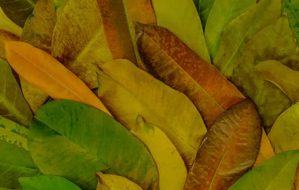 Картинка осень, листья, фон, colorful, texture, background, autumn, leaves