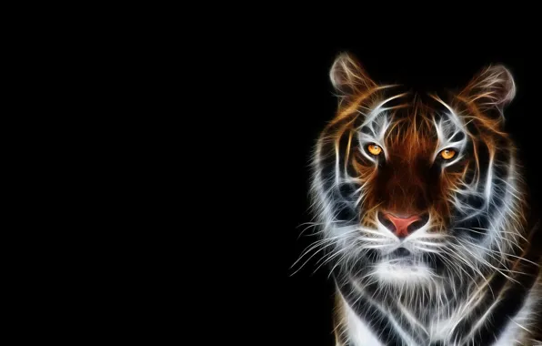 Картинка морда, тигр, обои, черный фон