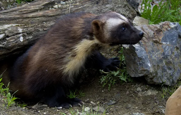 Картинка wolverine, predator, animal, wildlife, Mustelidae