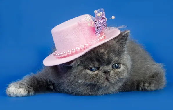 Картинка кошка, фон, шляпка