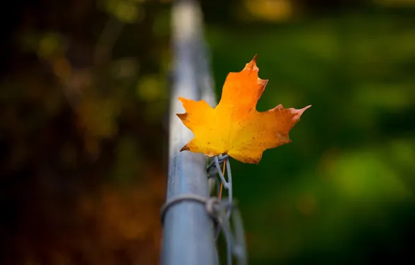 Осень, лист, забор