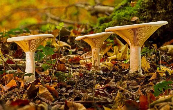 Картинка осень, лес, листва, грибы