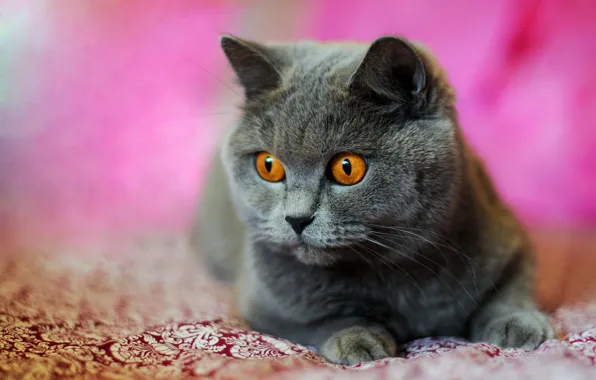 Кошка, кот, взгляд, серый, портрет, покрывало, лежит, мордашка