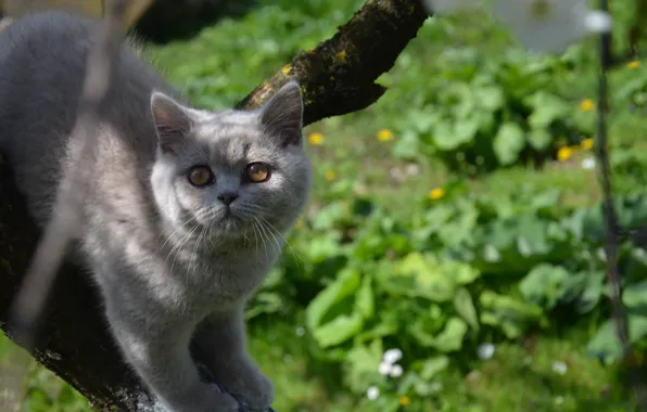 Дерево, Кот, любопытство, кот на дереве, скоттиш-страйд