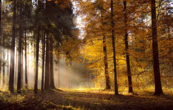 Осень, лес, свет, природа, утро