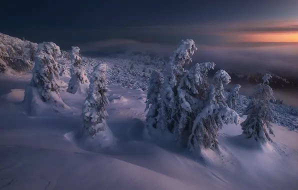 Зима, лес, небо, облака, снег, деревья, горы, туман
