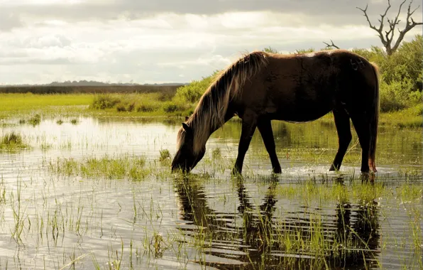 Трава, вода, лошадь