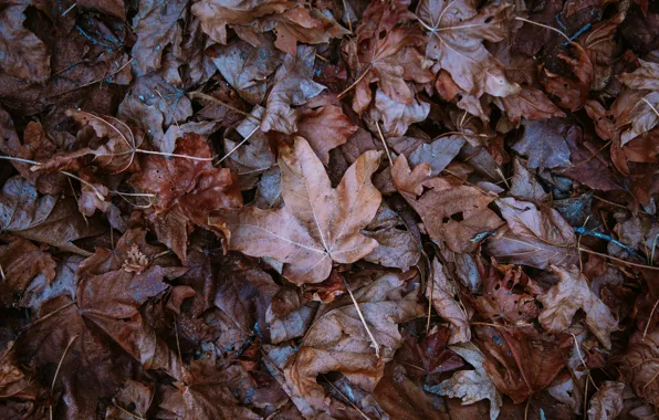 Картинка осень, листья, опавшие