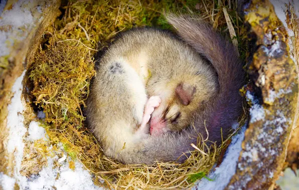 Картинка природа, грызун, соня-полчок