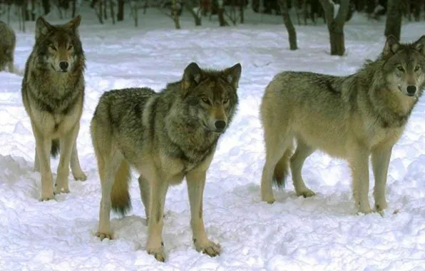 Картинка animals, nature, snow, grey wolf, Wolf Pack Waiting On The Hunt