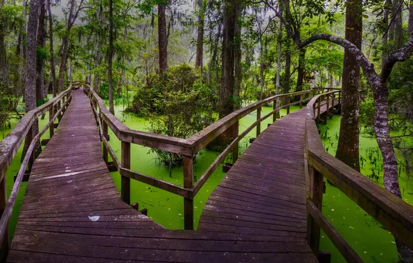 Лес, деревья, болото, дорожка, Южная Каролина, США, мостик, Hilton Head Island