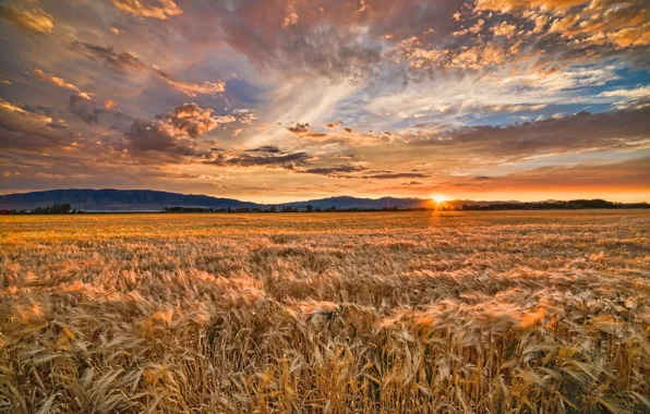 Картинка пшеница, поле, лето, закат