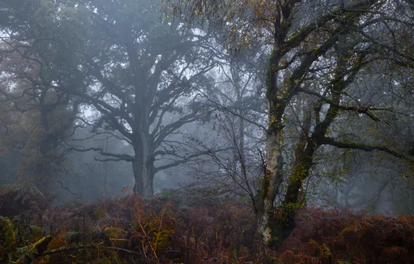 Картинка лес, деревья, природа, туман, папоротники, Великобритания, Great Britain, Savernake Forest