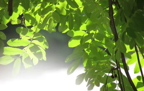 Листья, солнце, зеленый, блики, дерево, green, Природа, tree