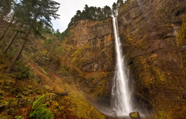 Деревья, скалы, водопад, США, Oregon, Multnomah Falls