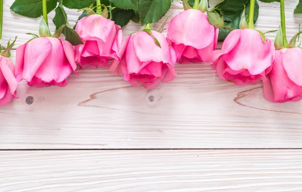 Картинка цветы, розы, розовые, fresh, wood, pink, flowers, roses