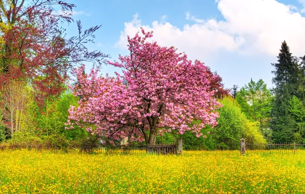Картинка цветы, забор, Вишневое дерево