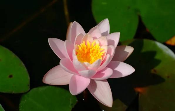 Картинка Боке, Bokeh, Water lily, Водяная лилия, Pink flower