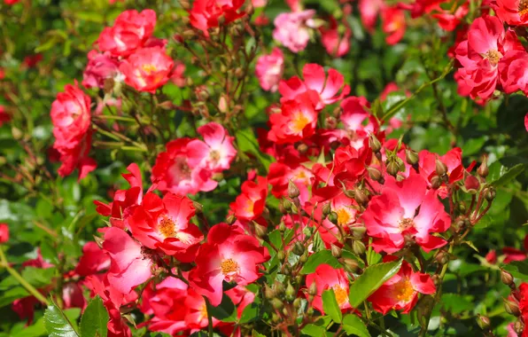 Flower, leafs, roses