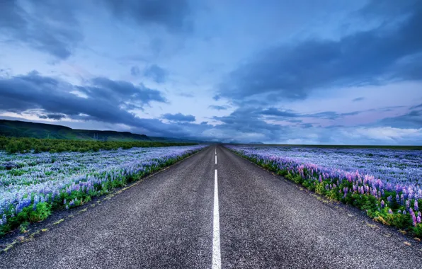 Дорога, цветы, горизонт, Исландия, луга, Iceland, люпин