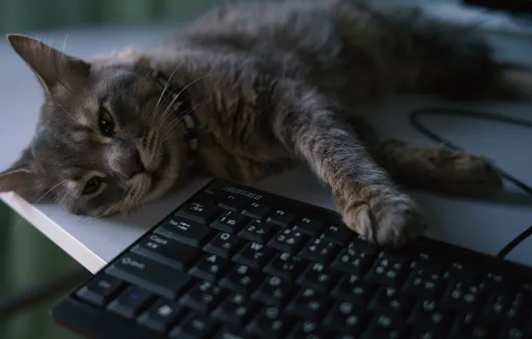 Картинка кот, лежит, клавиатура