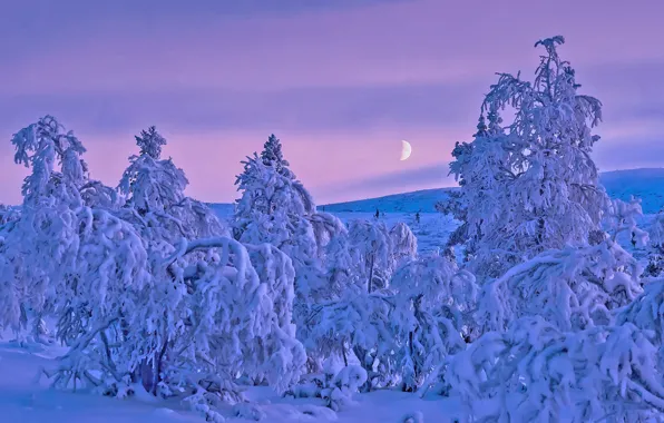 Зима, снег, деревья, Финляндия, Finland, Lapland, Лапландия, полярная ночь