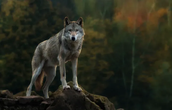 Картинка animals, nature, wolf, wildlife, coyote, fauna
