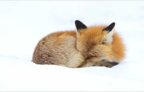 Зима, животные, лиса, fox, animals, winter
