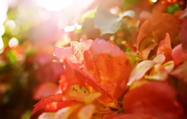 Листья, макро, природа