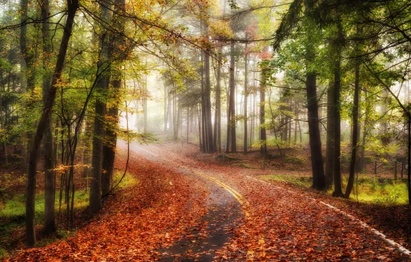 Дорога, осень, лес, пейзаж, природа