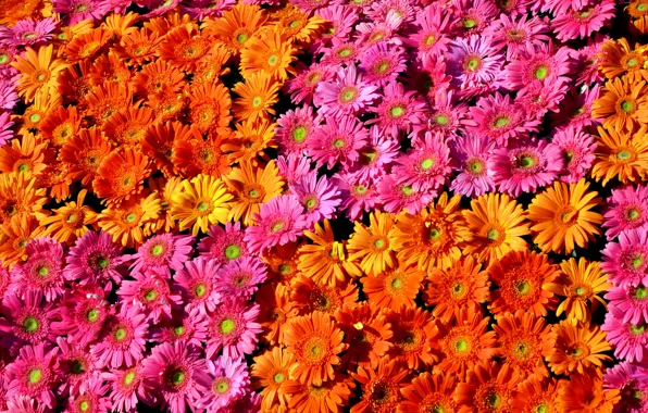 Картинка герберы, разноцветные, flowers