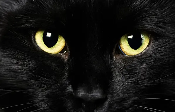 Картинка глаза, взгляд, фон, черный кот