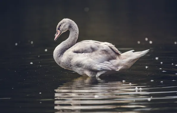 Bird, water, feathers, bokeh, animal, pond, goose