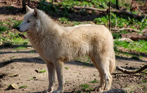 Картинка nature, snow, predator, face, animal, wolf, wildlife, portrait