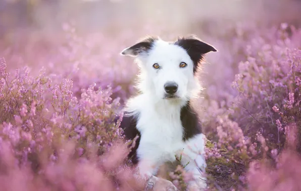 Картинка лето, взгляд, цветы, друг, собака