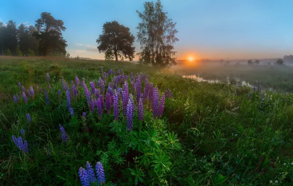 Картинка солнце, цветы, туман, рассвет, луг