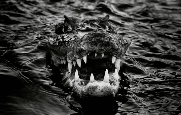 Water, crocodile, teeth