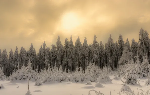 Зима, лес, снег, природа, утро