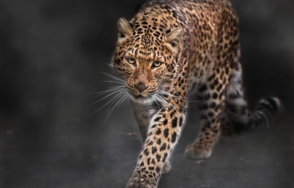 Леопард, хищник, большая кошка