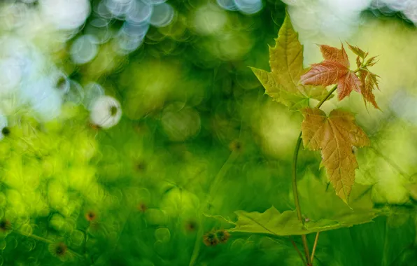 Зелень, листья, фон, размытость