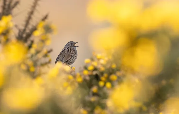 Цветы, природа, птица, жёлтые, боке, Dunnock