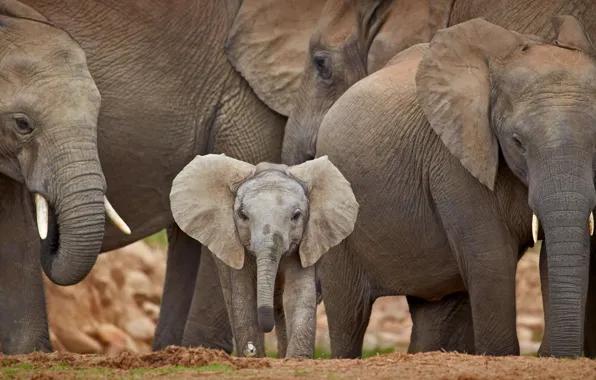 Африка, слоны, ЮАР, стадо, слонёнок, Addo Elephant National Park