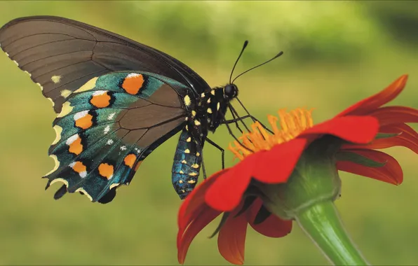 Цветок, природа, бабочка, насекомое, Nature, flower, animal, spring