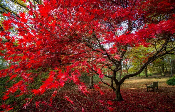 Картинка осень, листья, парк, дерево, скамья, багрянец