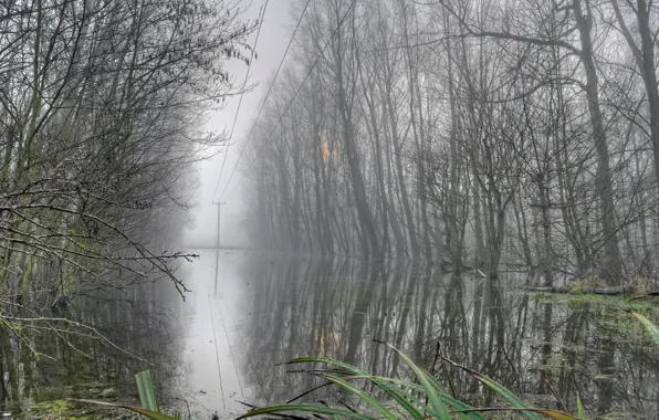 Картинка лес, туман, лэп