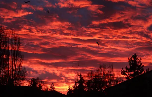 Картинка небо, облака, закат